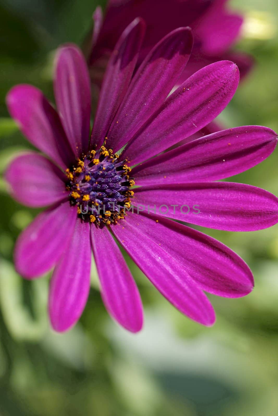 Osteospermum - Daisy