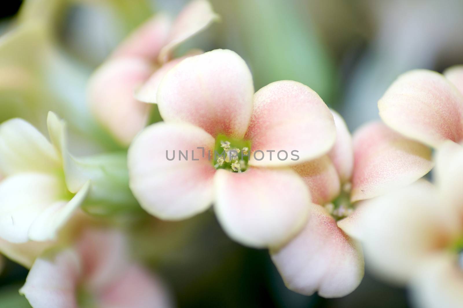 pink Kalanchoe blossom