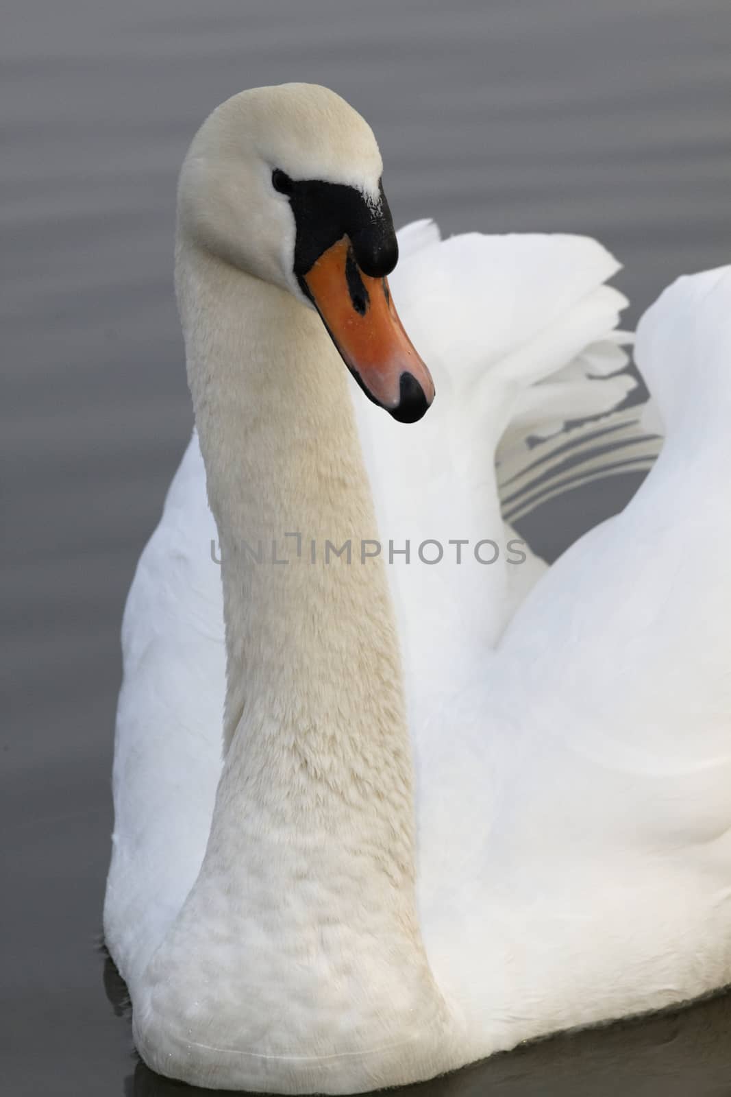 Swan in sundown - Cygnini