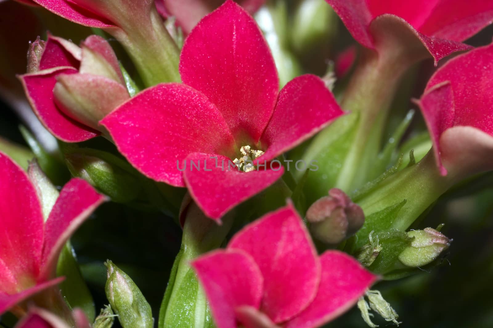 red Kalanchoe blossom