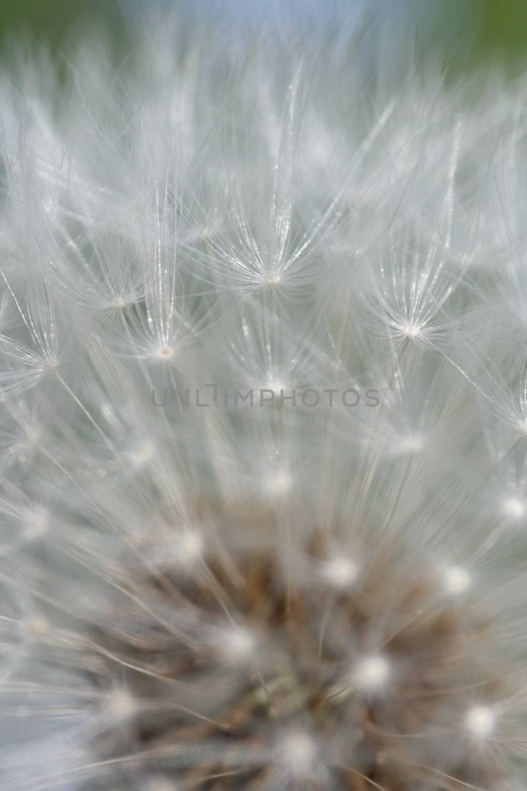 close-up of a dandelion blossom