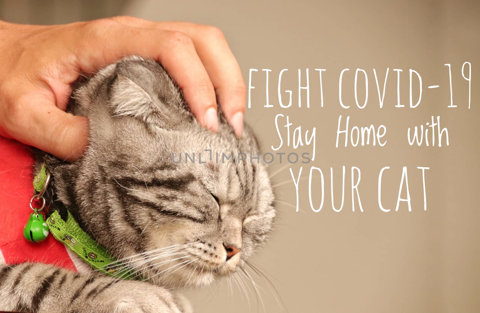Close up of a cat face with the message to fight covid-19 by staying home with your pet