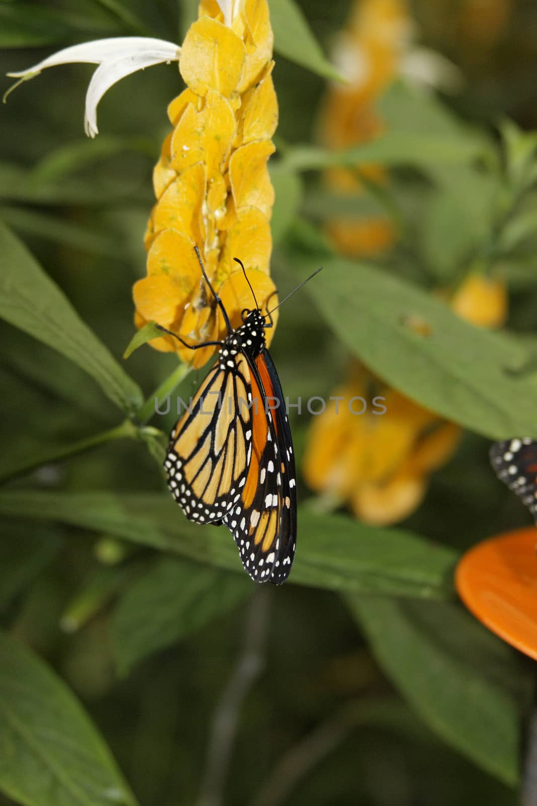 butterfly in nature - Monarch - Danaus plexippus