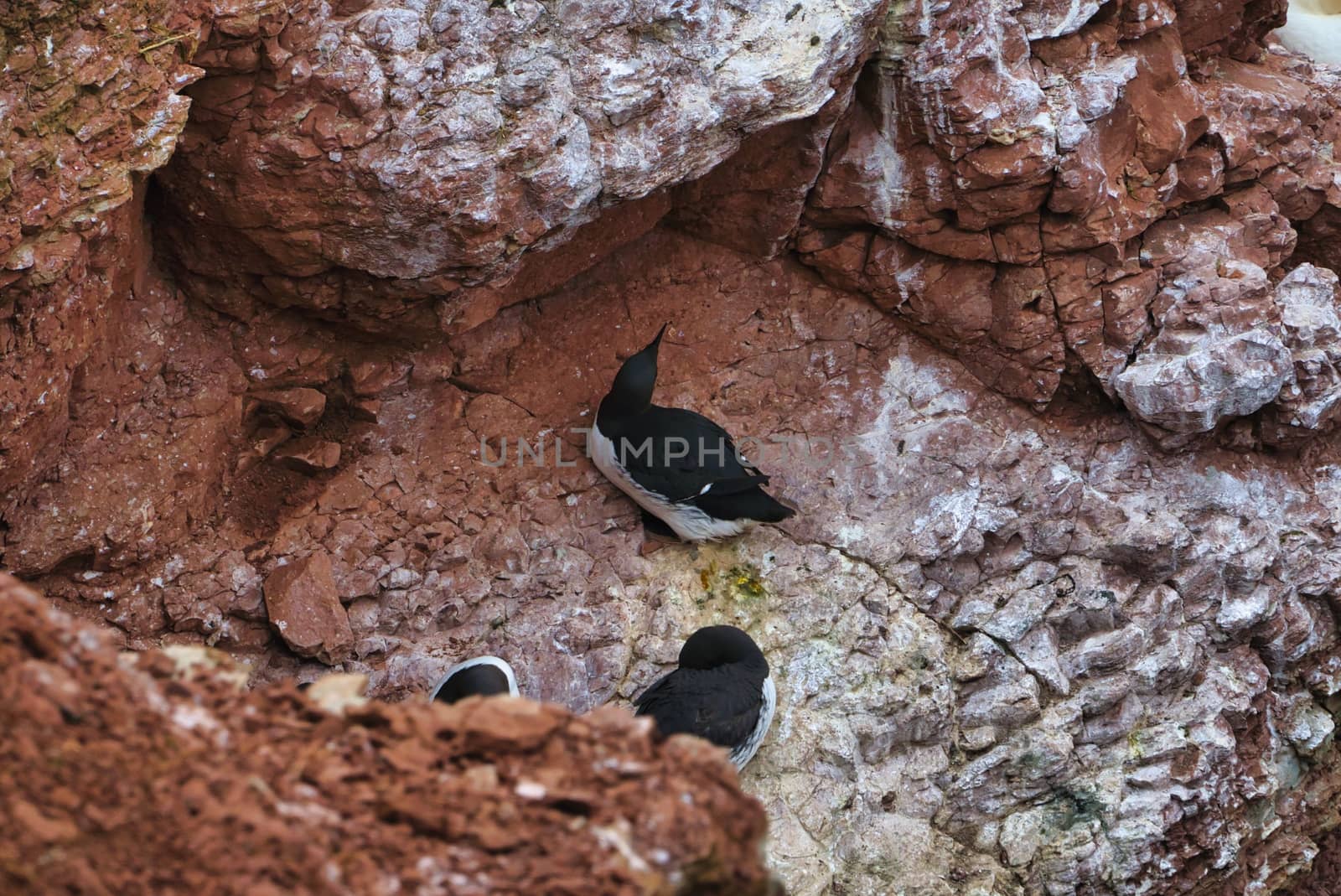 common murre on Heligoland by Bullysoft