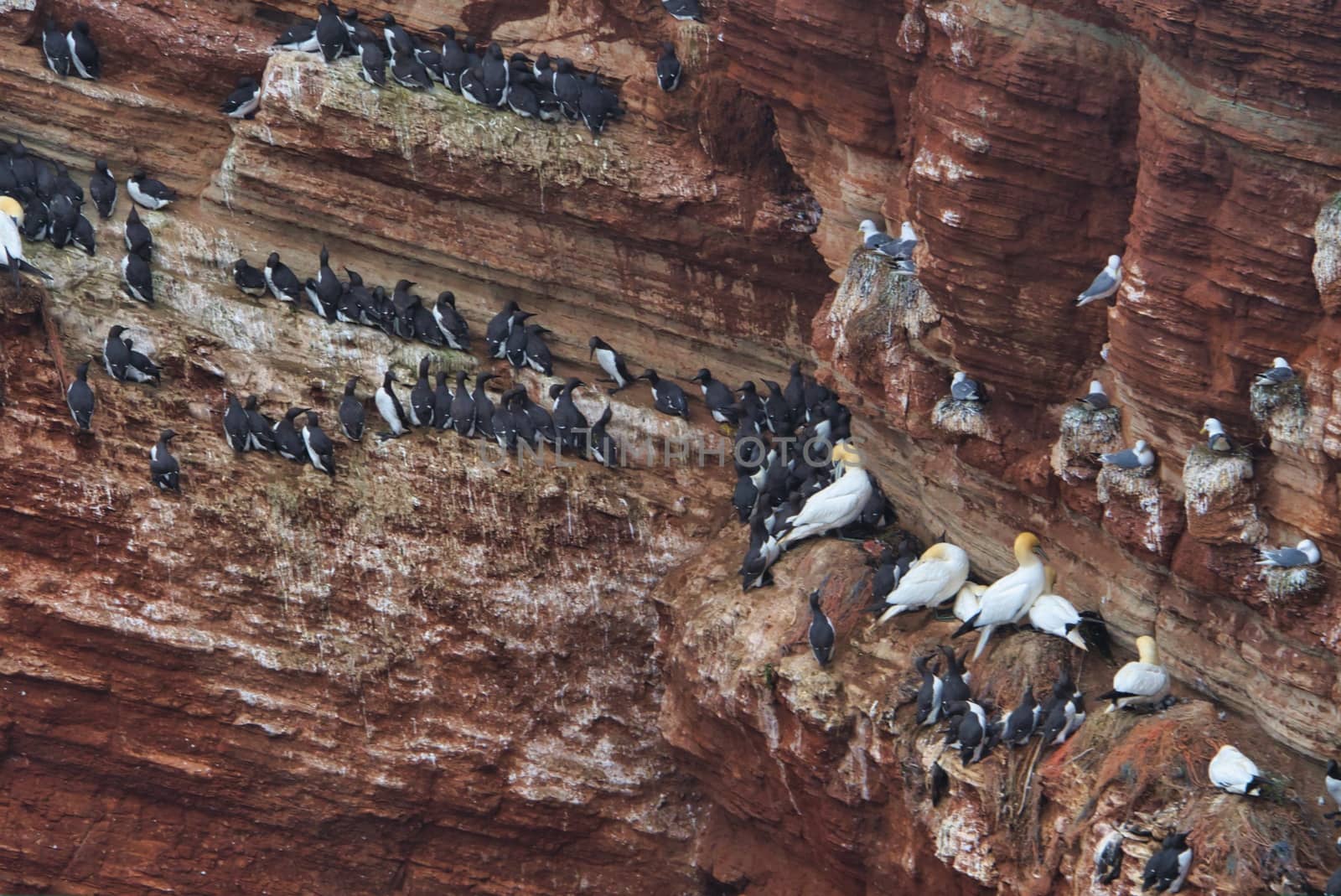 common murre colony - common guillemot on the red Rock in the northsea - Heligoland - Germany -Uria aalge