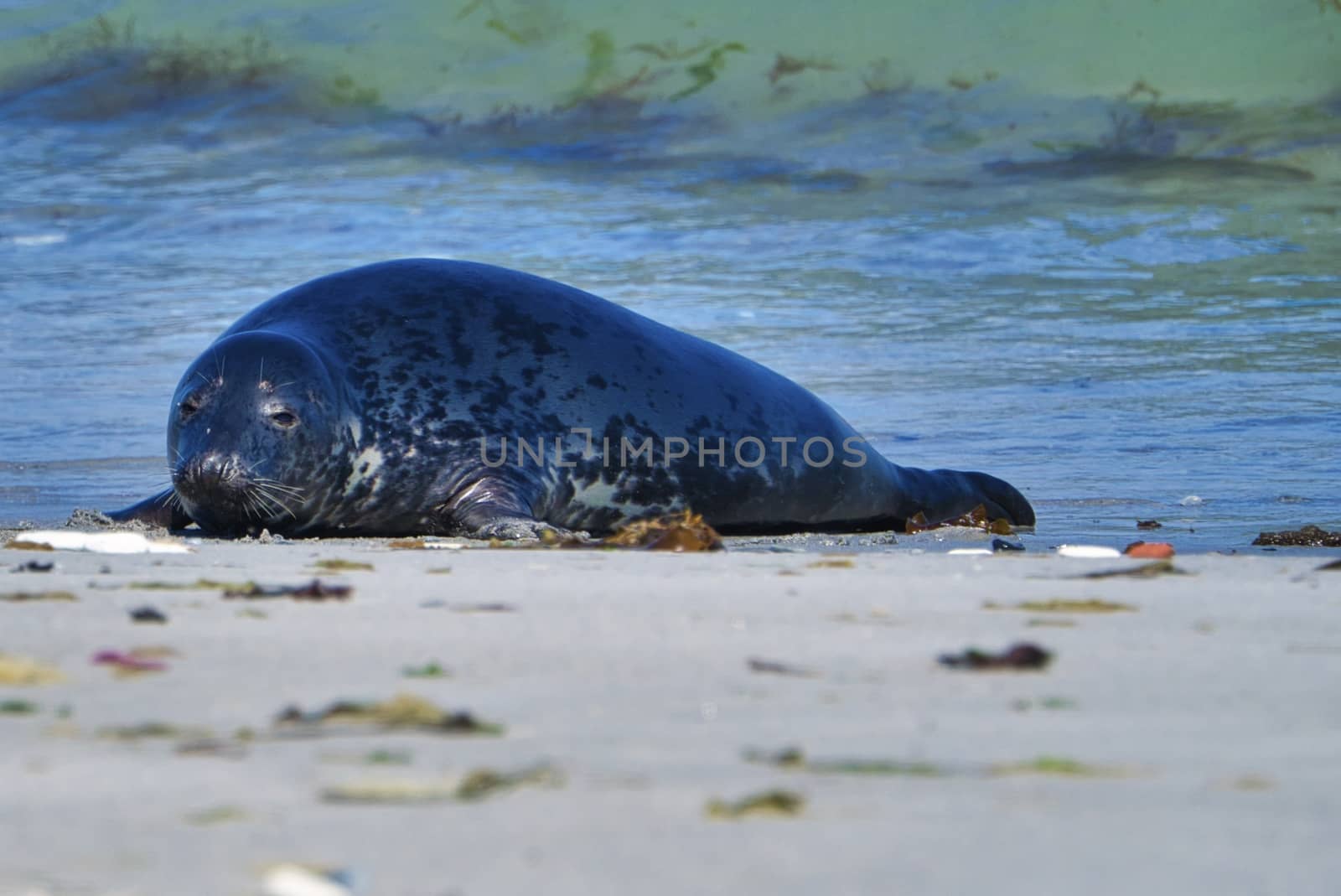 Grey seal on the beach of Heligoland - island Dune by Bullysoft