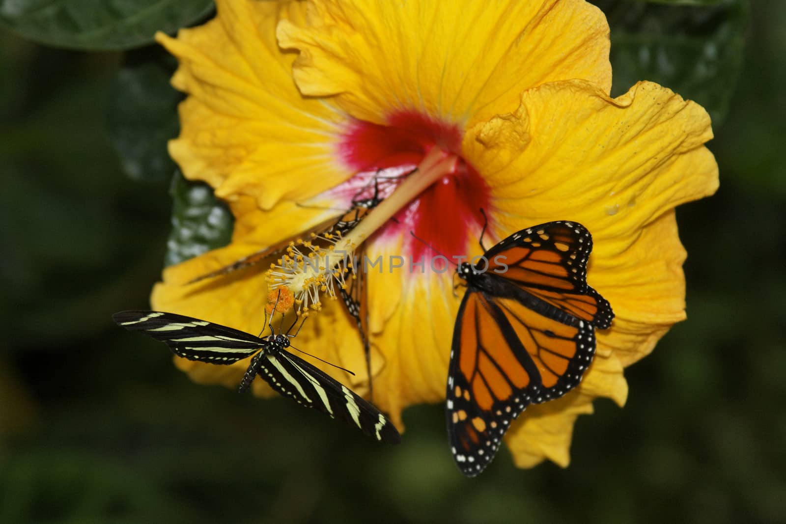 butterfly in nature - Monarch - Danaus plexippus