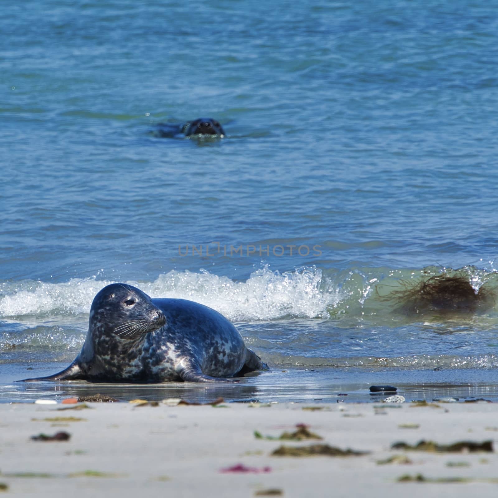 Grey seal on the beach of Heligoland - island Dune by Bullysoft