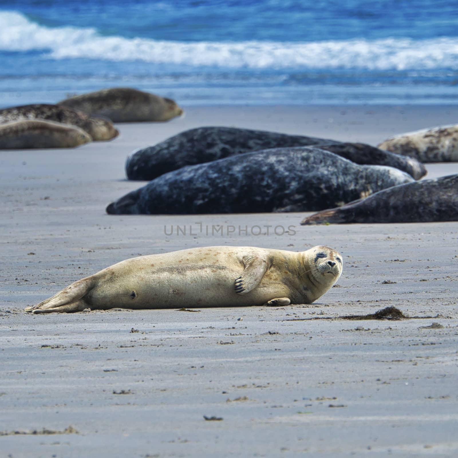 Grey seal on Heligoland by Bullysoft