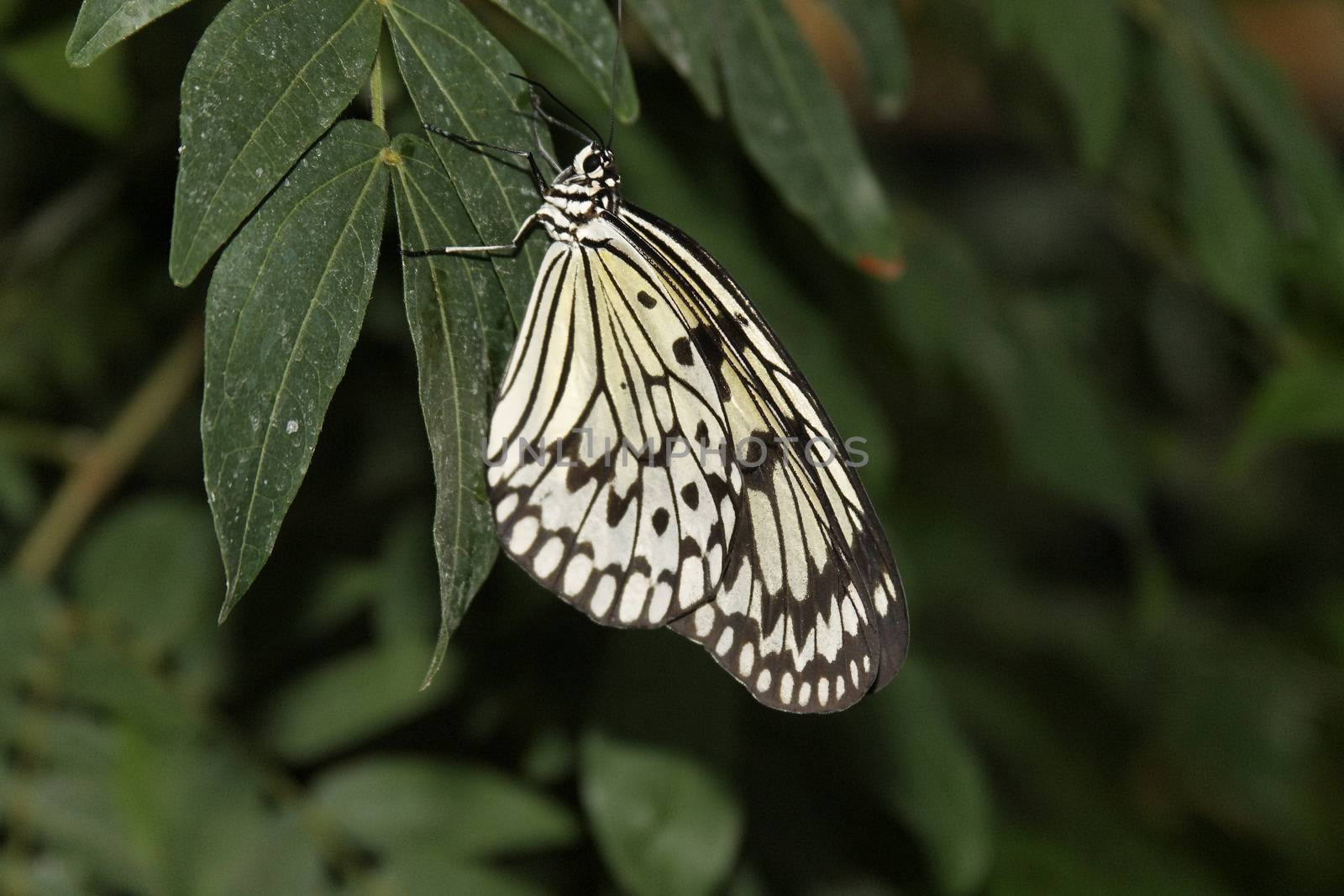 butterfly in nature