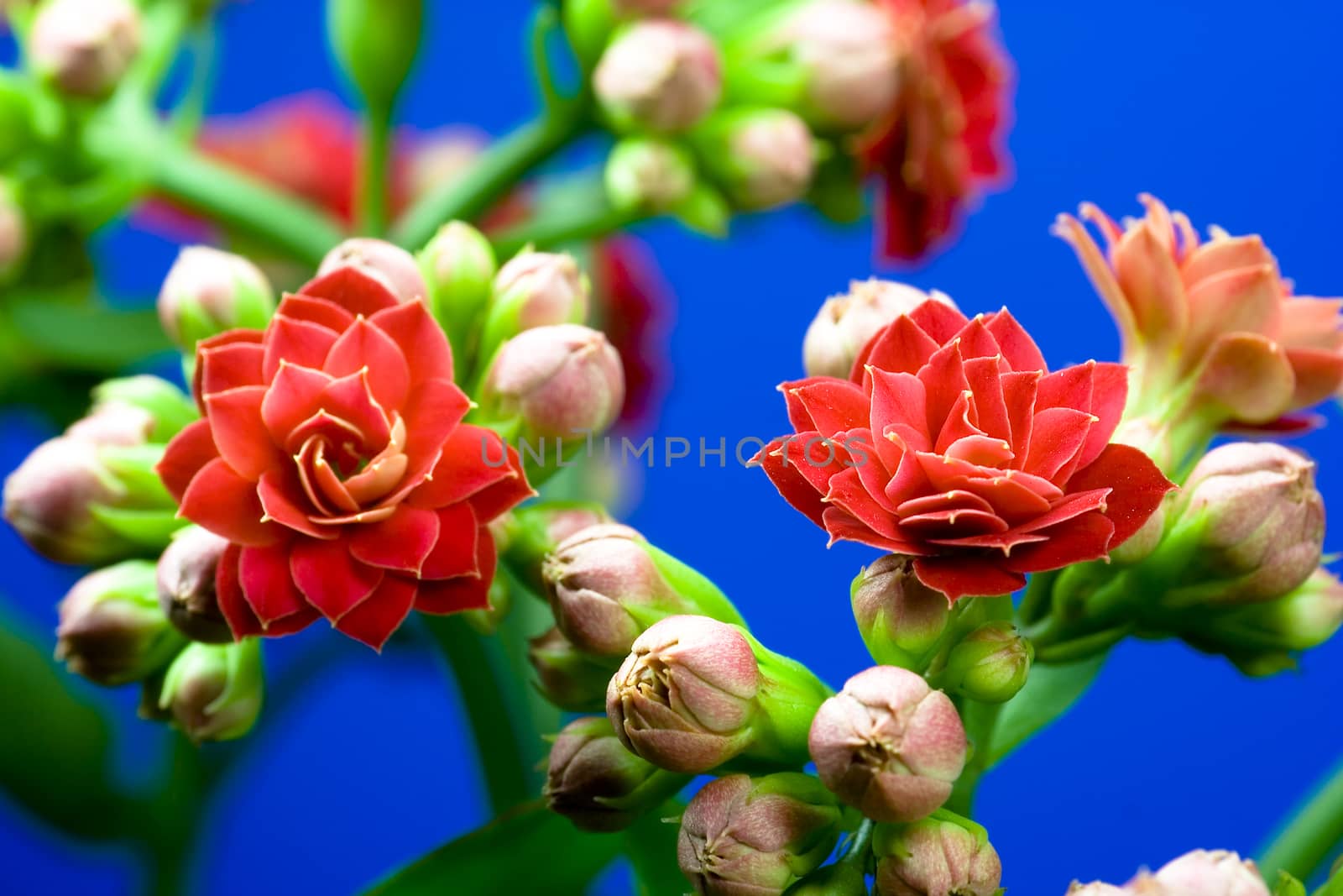  Kalanchoe by Bullysoft