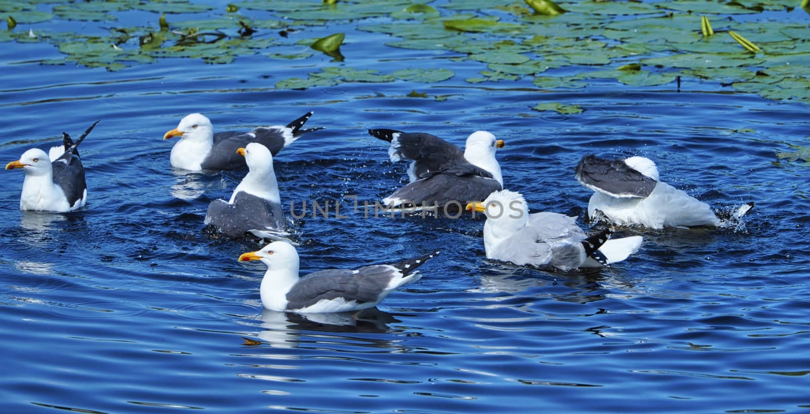 Group ofeuropean herring gull on heligoland - island Dune - cleaning feather in sweet water pond - Larus argentatus