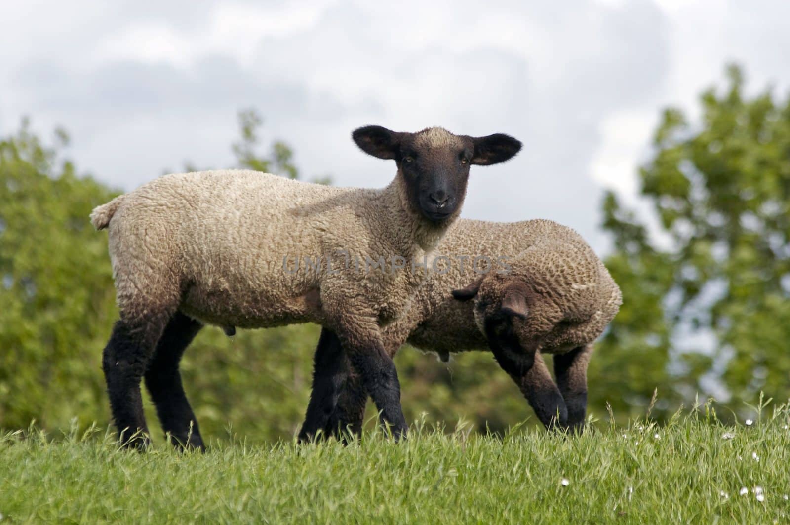 two lambs at the green