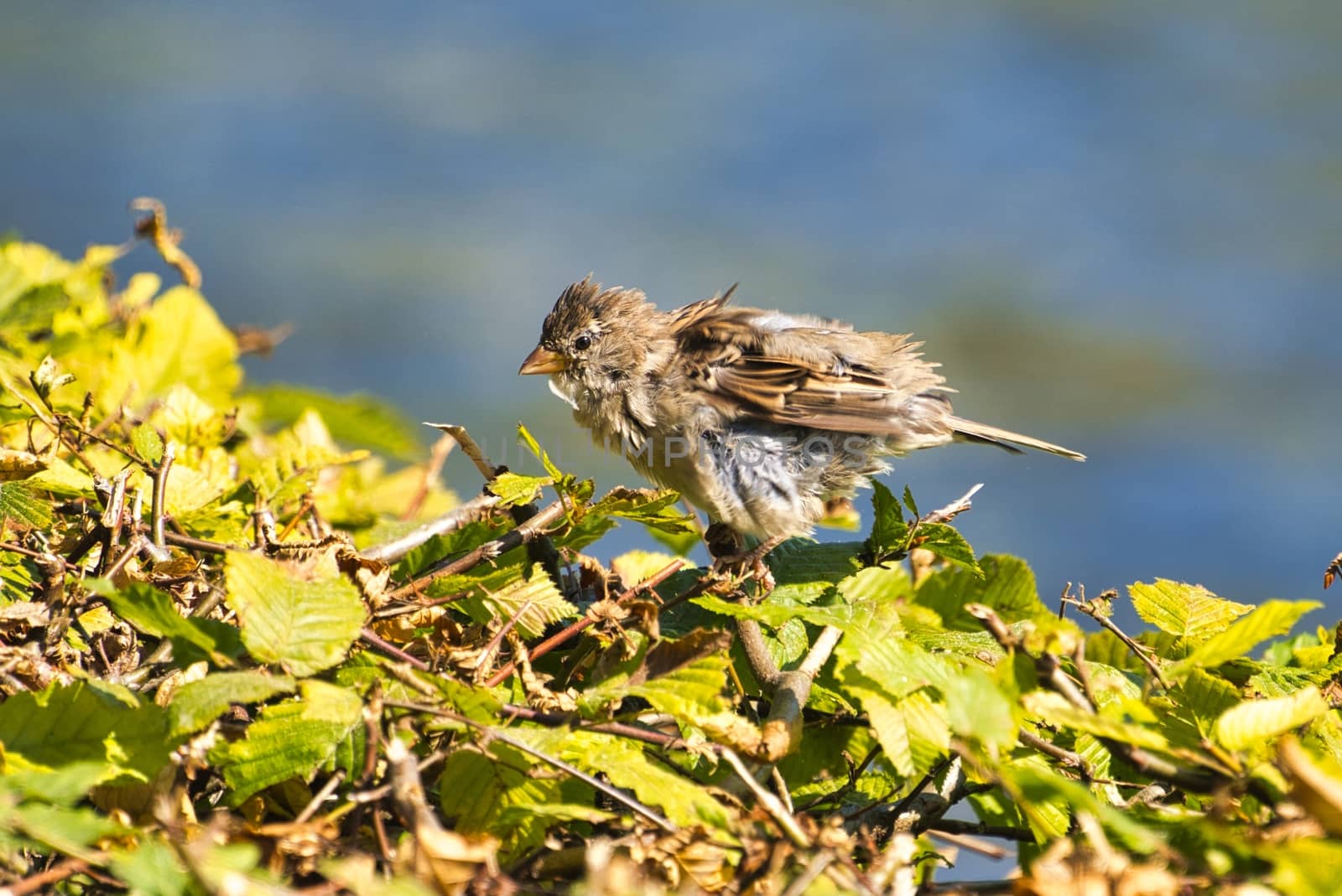 single old sparrow - windy pkace in front of water