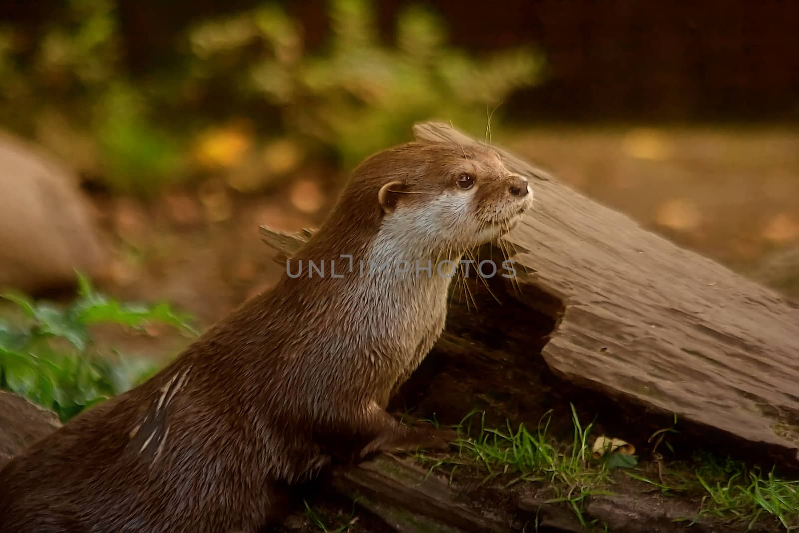 Oriental small-clawed otter in the nature