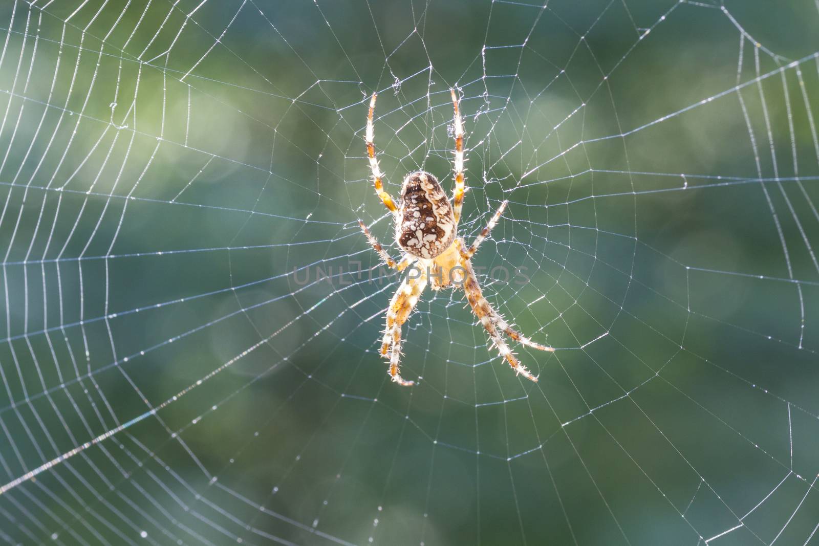 small brown spider in the sun - close-up - Araneus diadematu