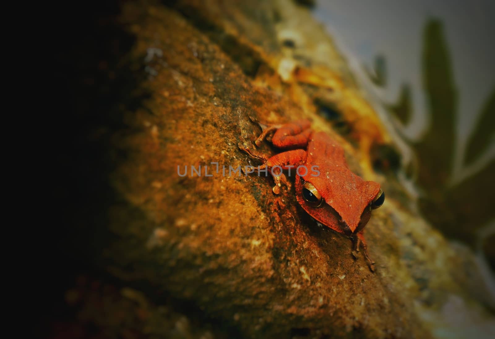 Sylvirana faber spotted in Preah Monivong National Park or Borkor National Park in Kampot, Cambodia