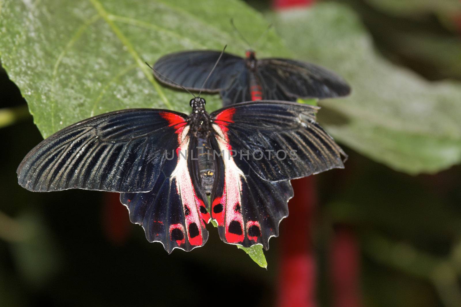 butterfly in nature