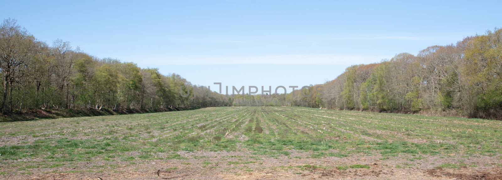 Green meadow surrounded by trees on sunny day