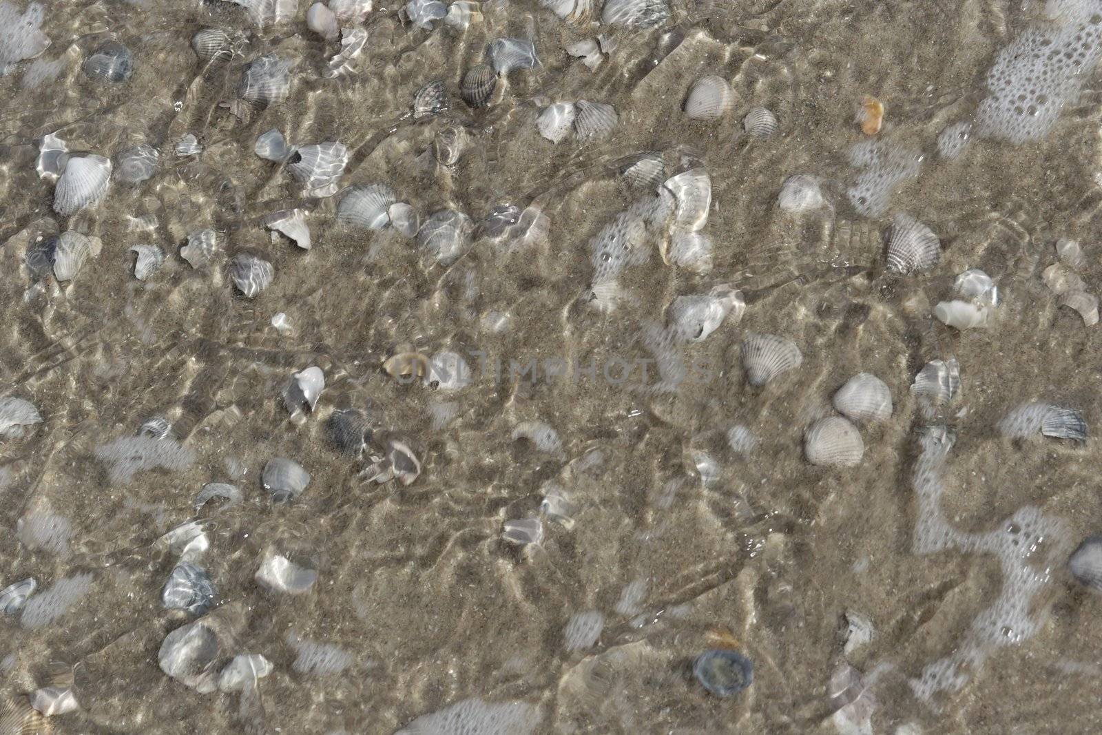 Muscheln am Strand -  sea shell on the beach