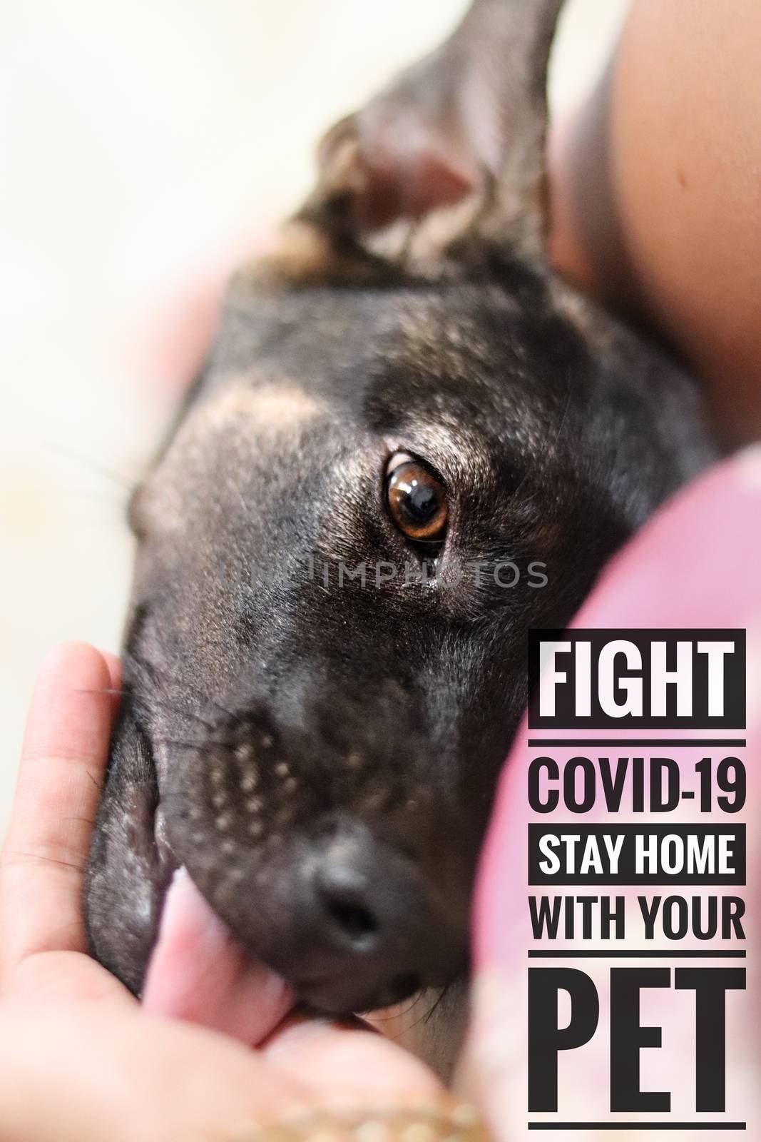 Close up of a dog licking its owner's hand along with a message that says Fight Covid-19 and stay home with your pet