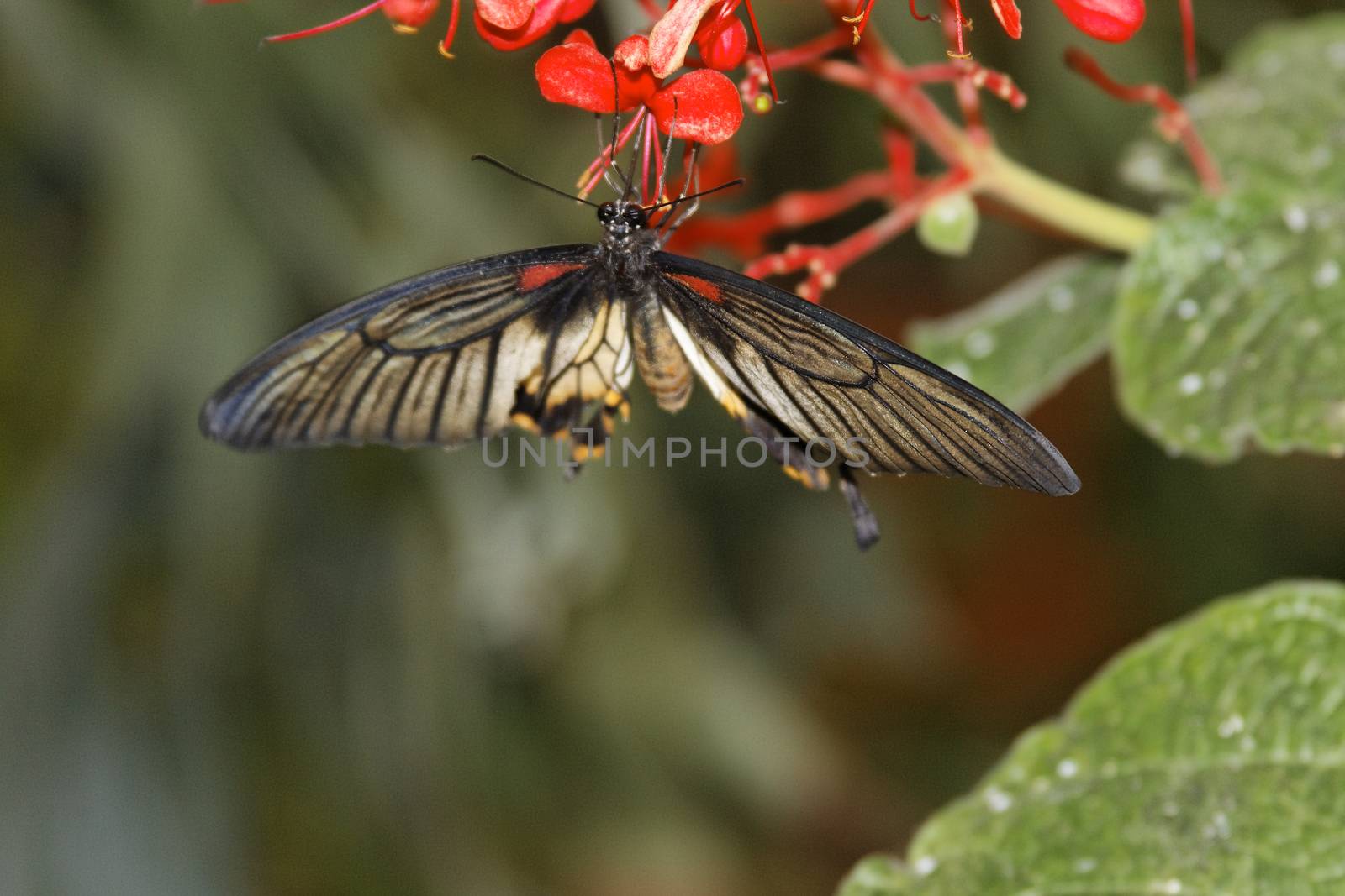 butterfly in nature