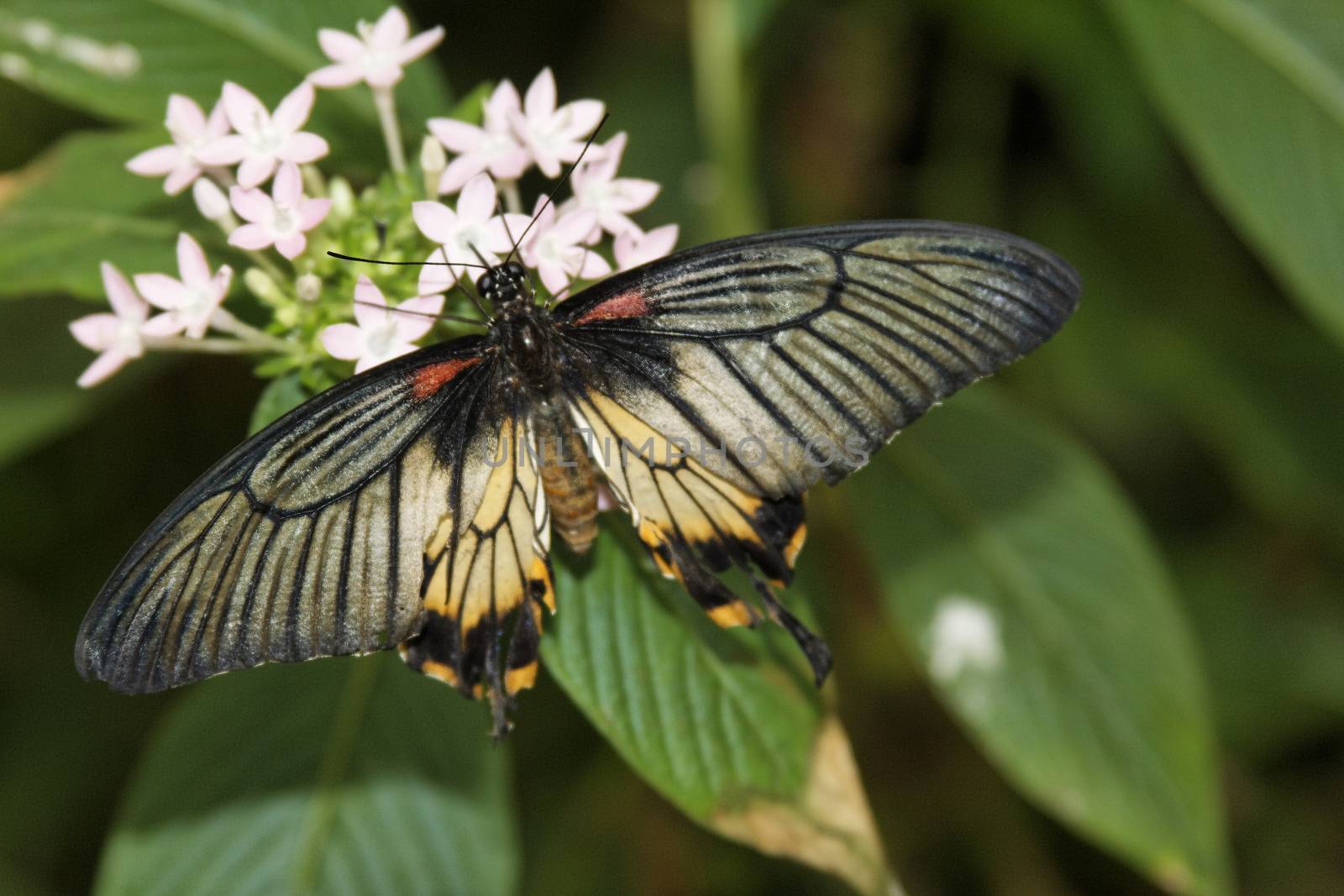 butterfly in nature