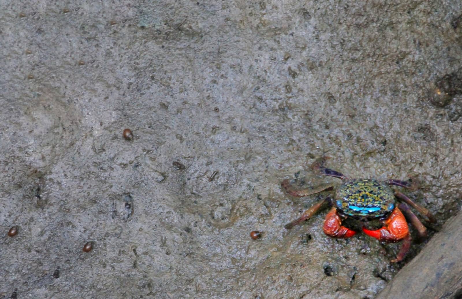 Uca tetragonon, a species of fiddler crab commonly found in mangrove areas by Sonnet15