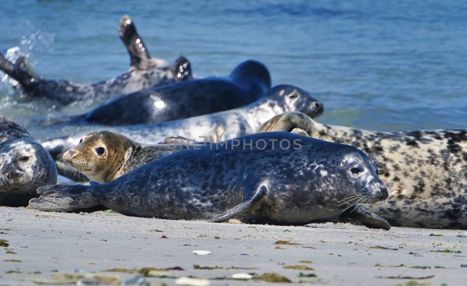 Grey seal on the beach of Heligoland - island Dune by Bullysoft