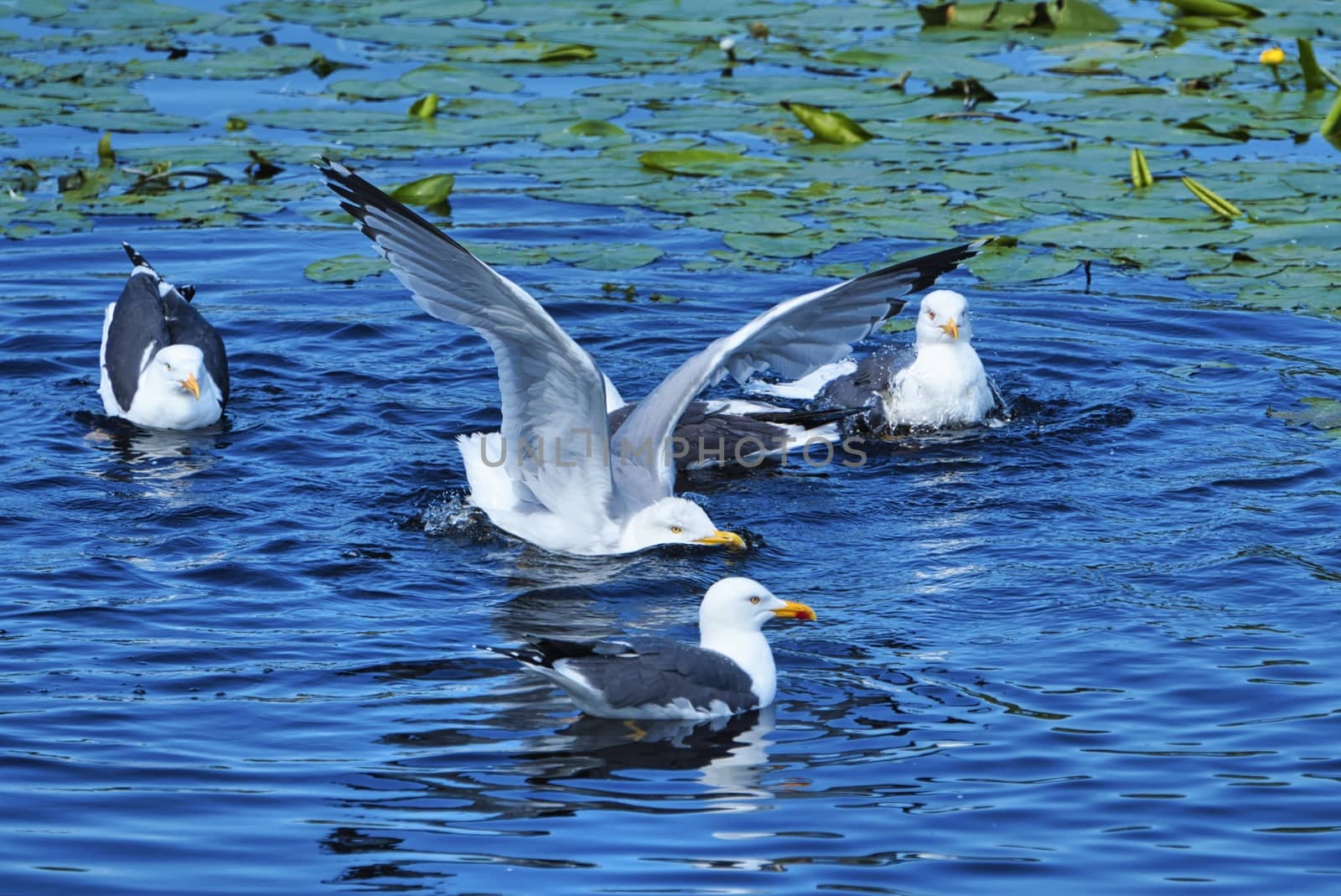 european herring gull on heligoland by Bullysoft