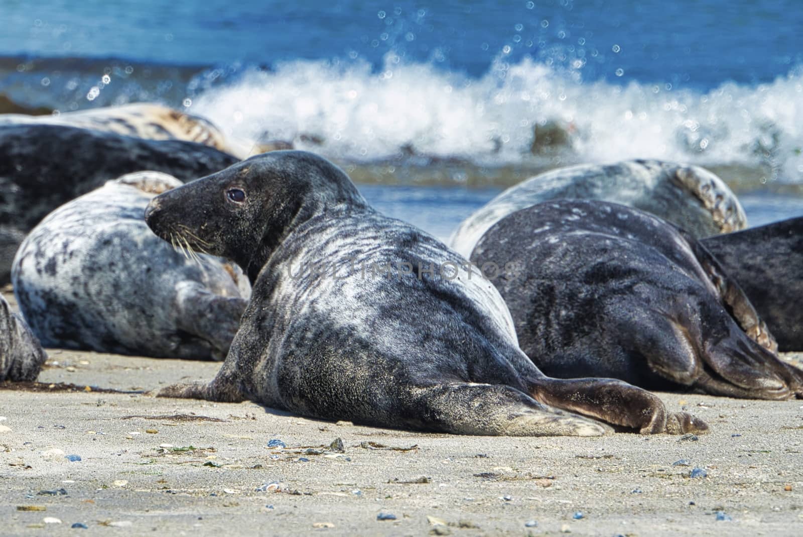 Grey seal on the beach of Heligoland - island Dune by Bullysoft