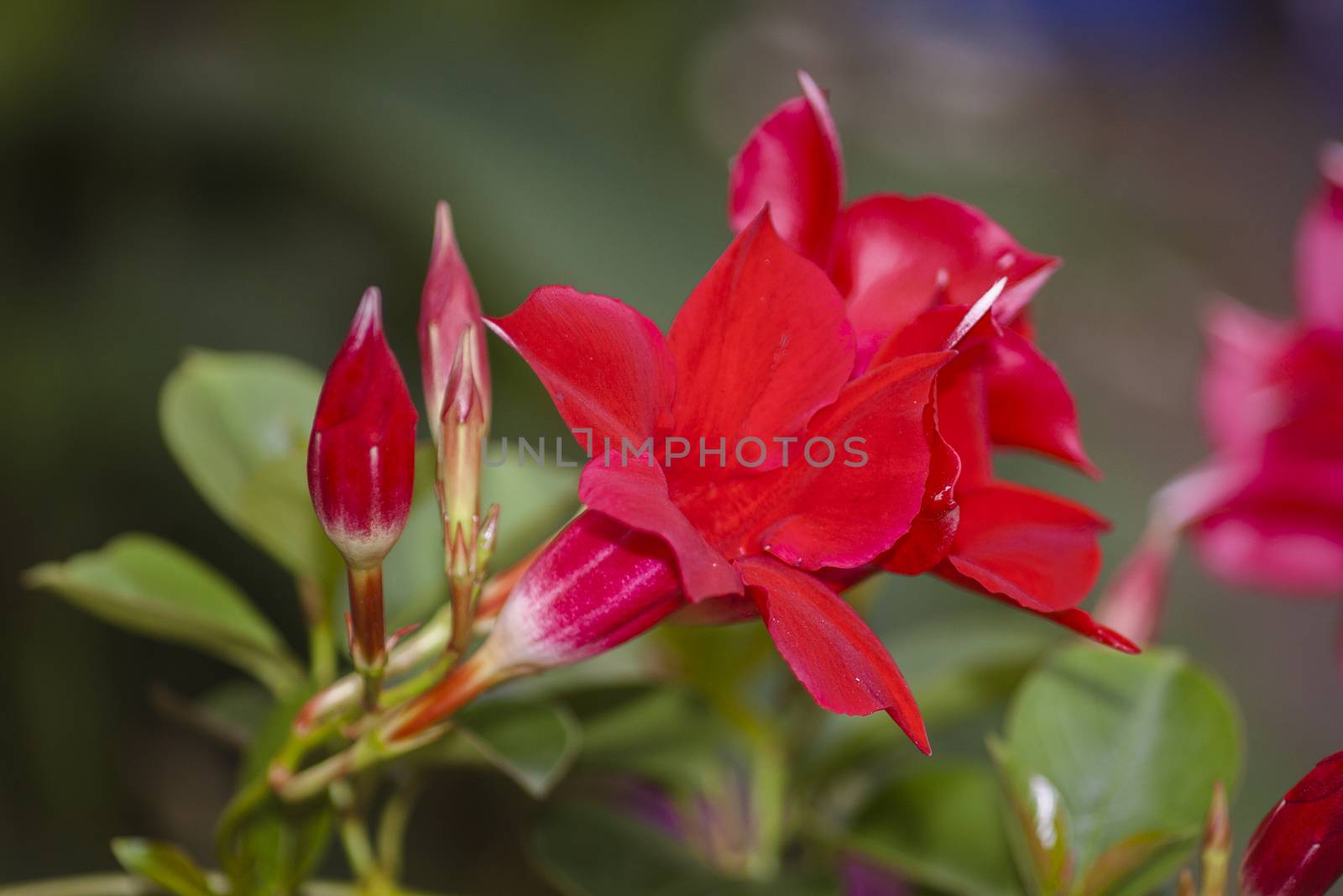 red petunia blossom - close up