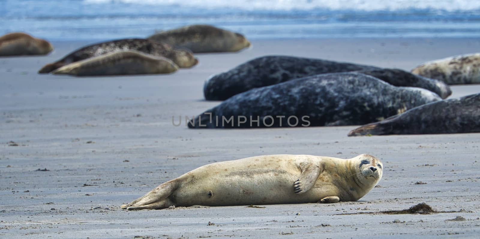 Grey seal on South beach ofHeligoland - island Dune - germany