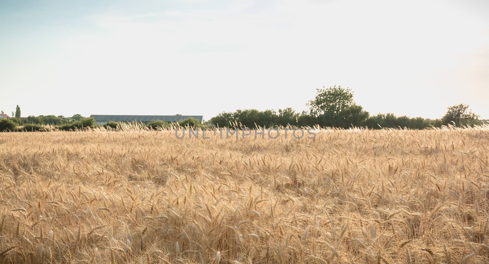 closeup of ears of wheat in a field before harvest in France