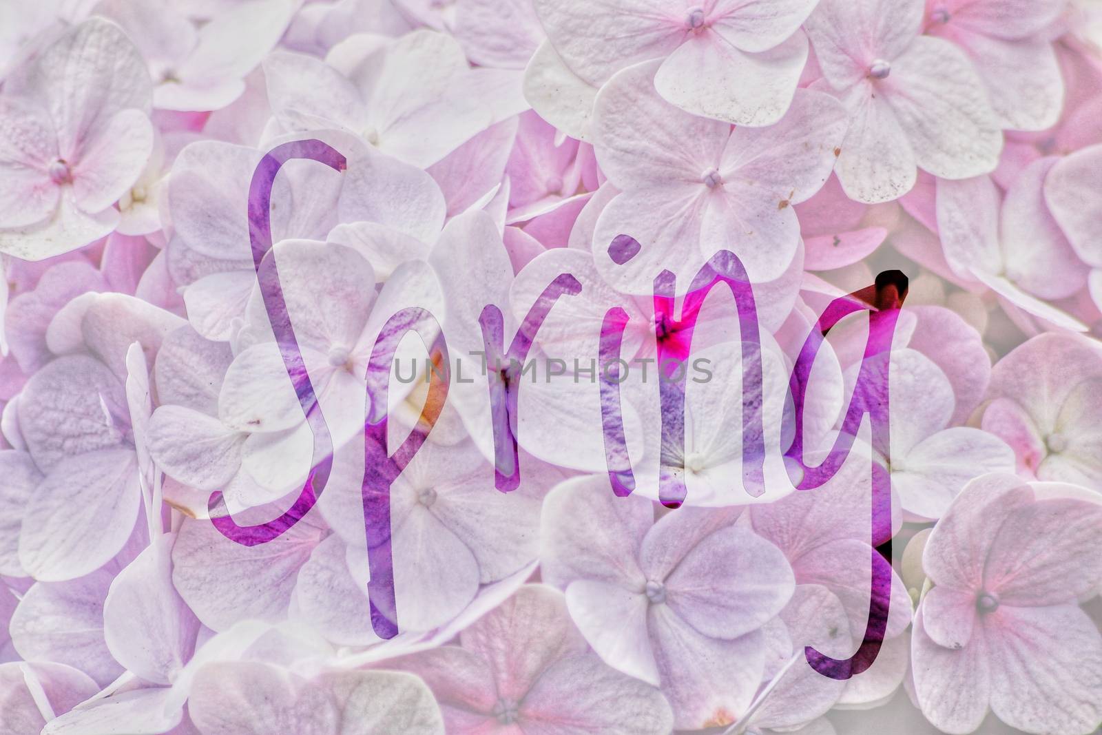 Spring Season Background by Sonnet15