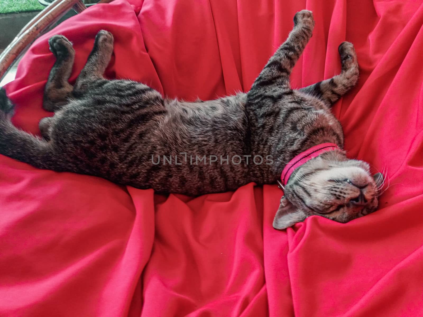 Cat sleeping on a red couch showing concept of the struggle and coping with home quarantine during the covid-19 pandemic outbreak