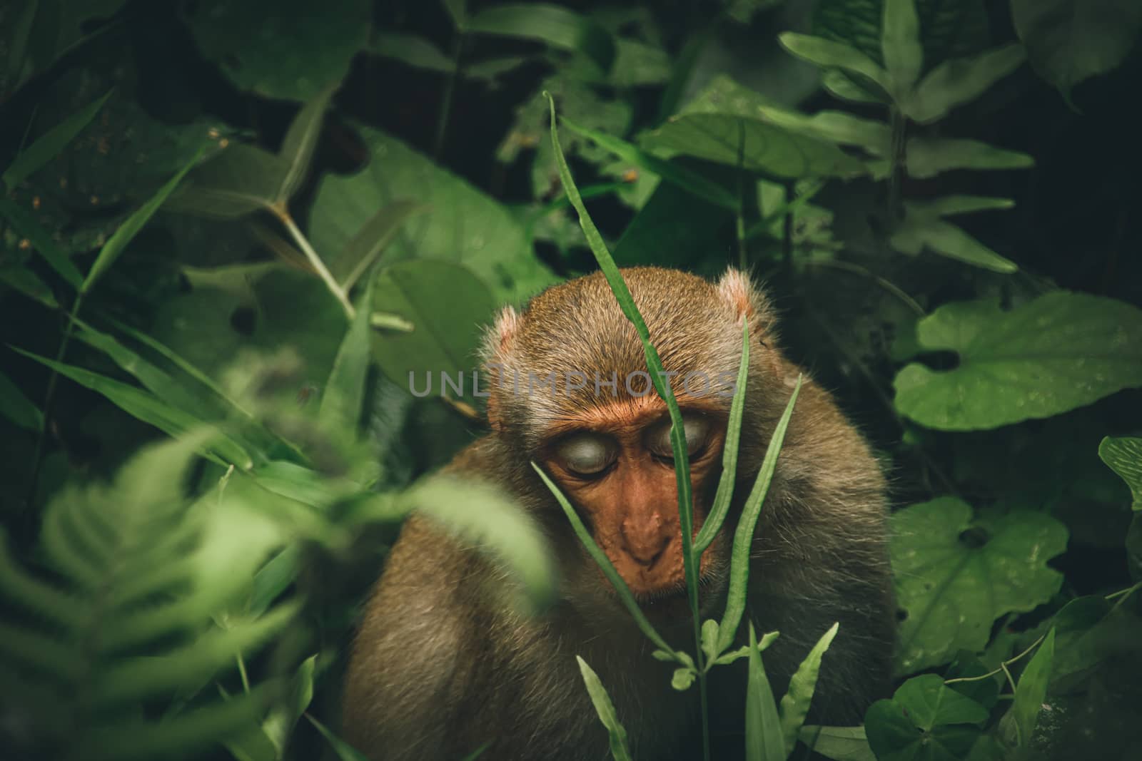 Northern pig-tailed macaque monkey by Sonnet15