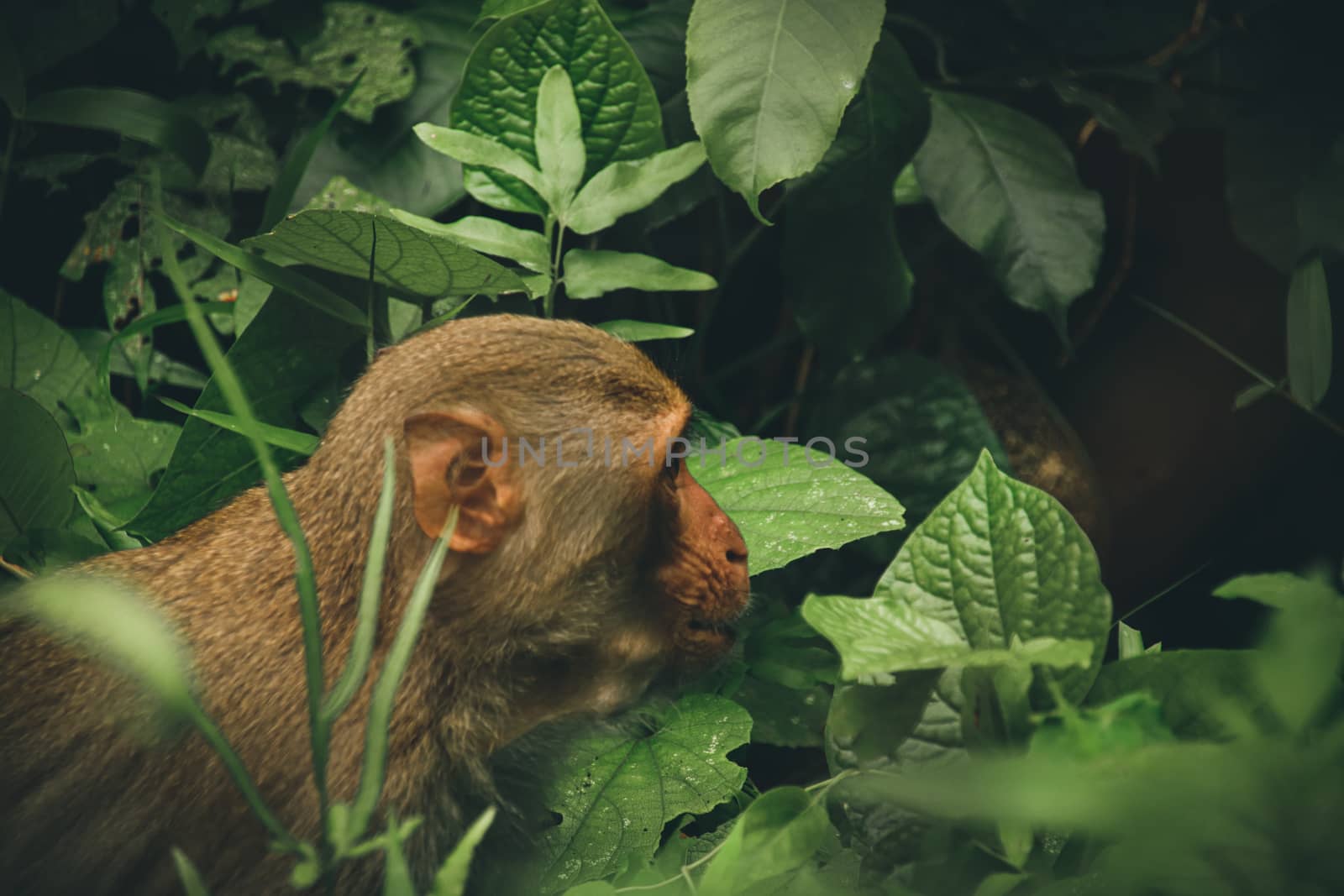 A Northern pig-tailed macaque (Macaca leonina) hiding among the dark foliage in cuc Phuong National Park in Vietnam