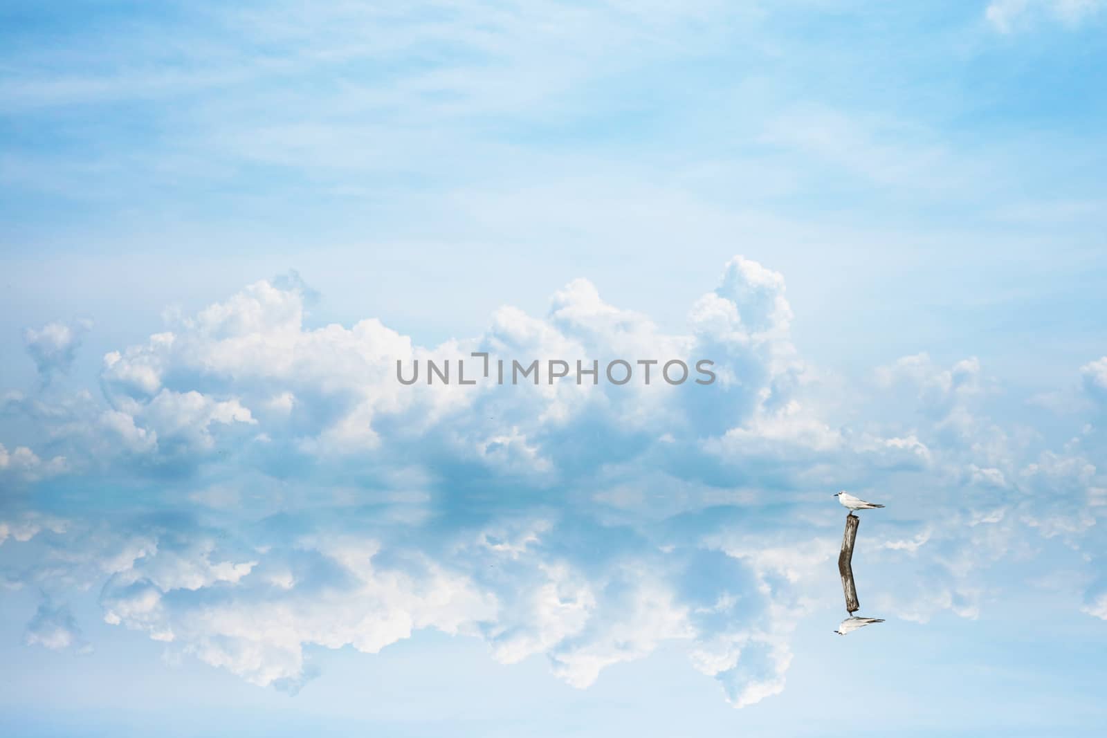 reflection bird stand on dry tree on water of lake and blue sky and white cloud background
