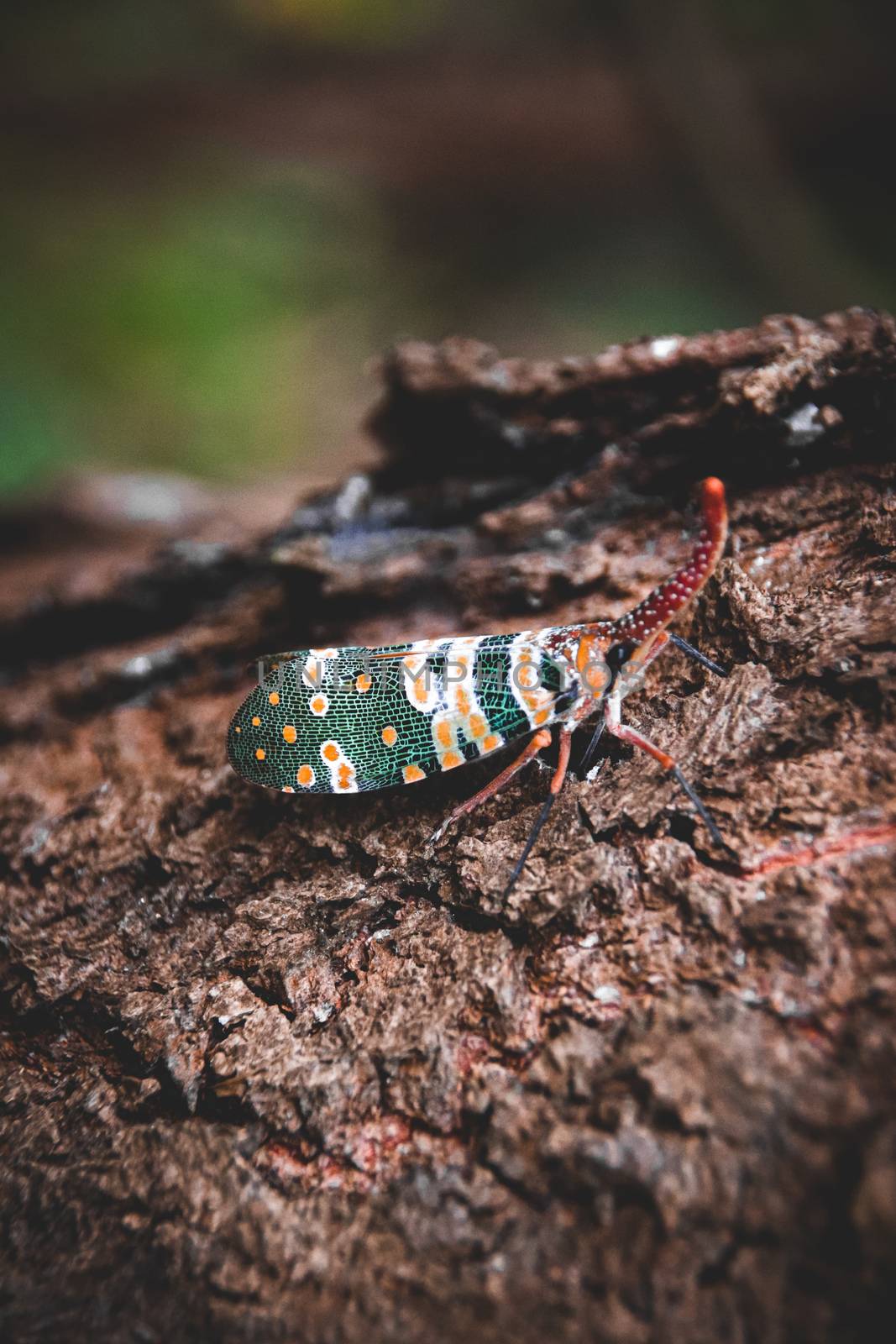 Pyrops candelaria lanternfly by Sonnet15