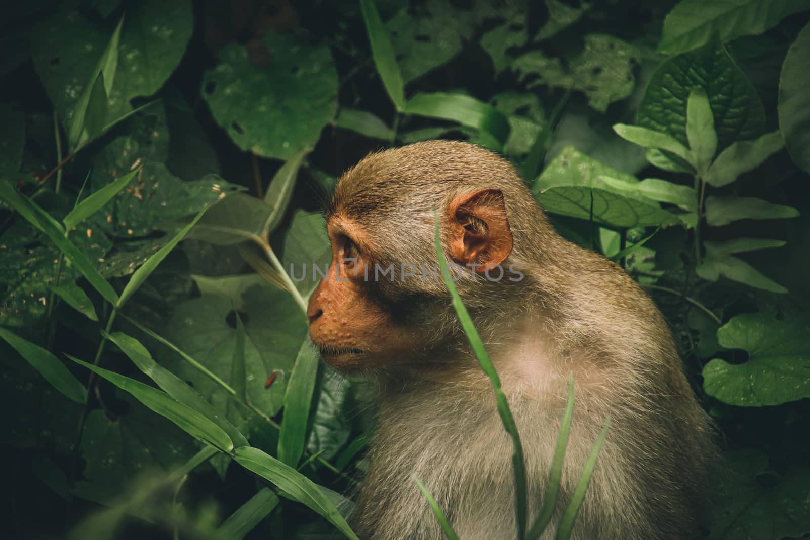 Northern pig-tailed macaque monkey by Sonnet15