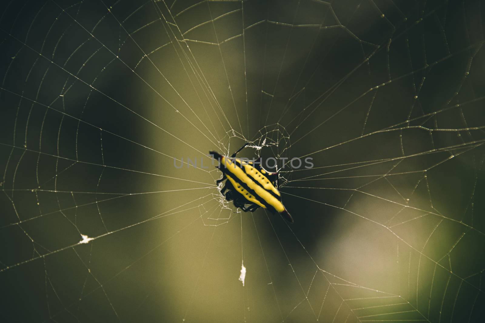 Spinybacked Orbweaver Spider by Sonnet15