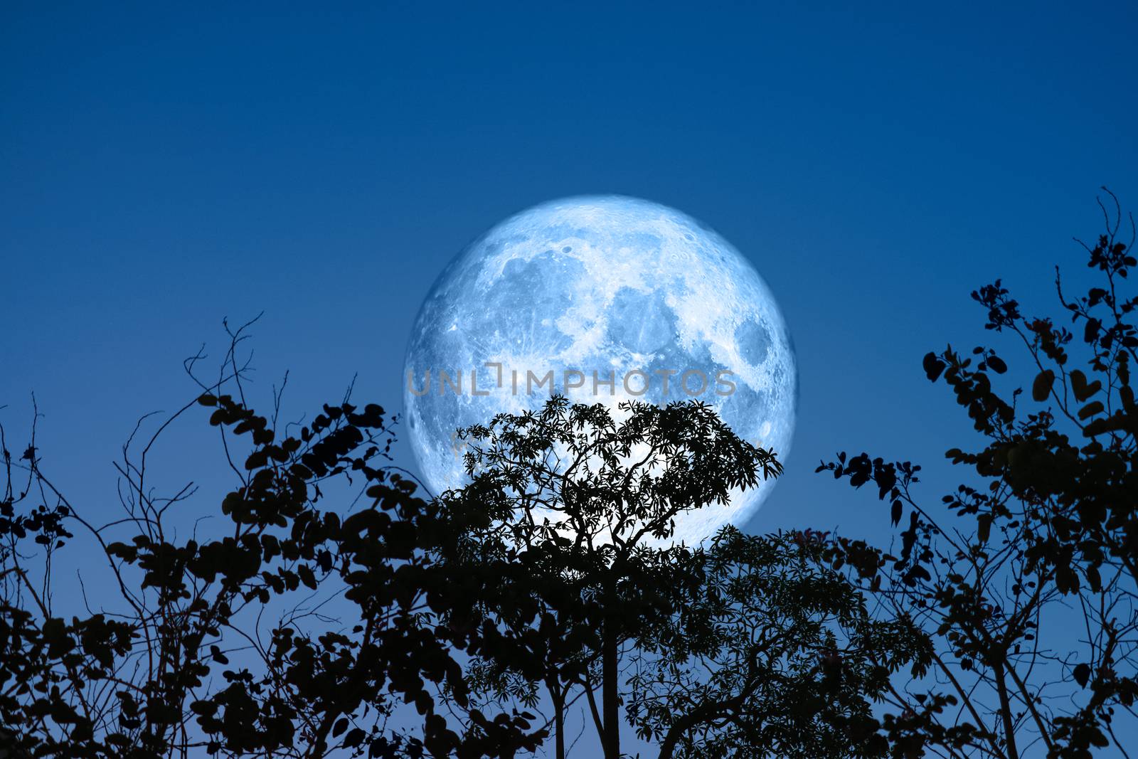 Full egg blue Moon and silhouette dry branch tree in the field and night sky, Elements of this image furnished by NASA