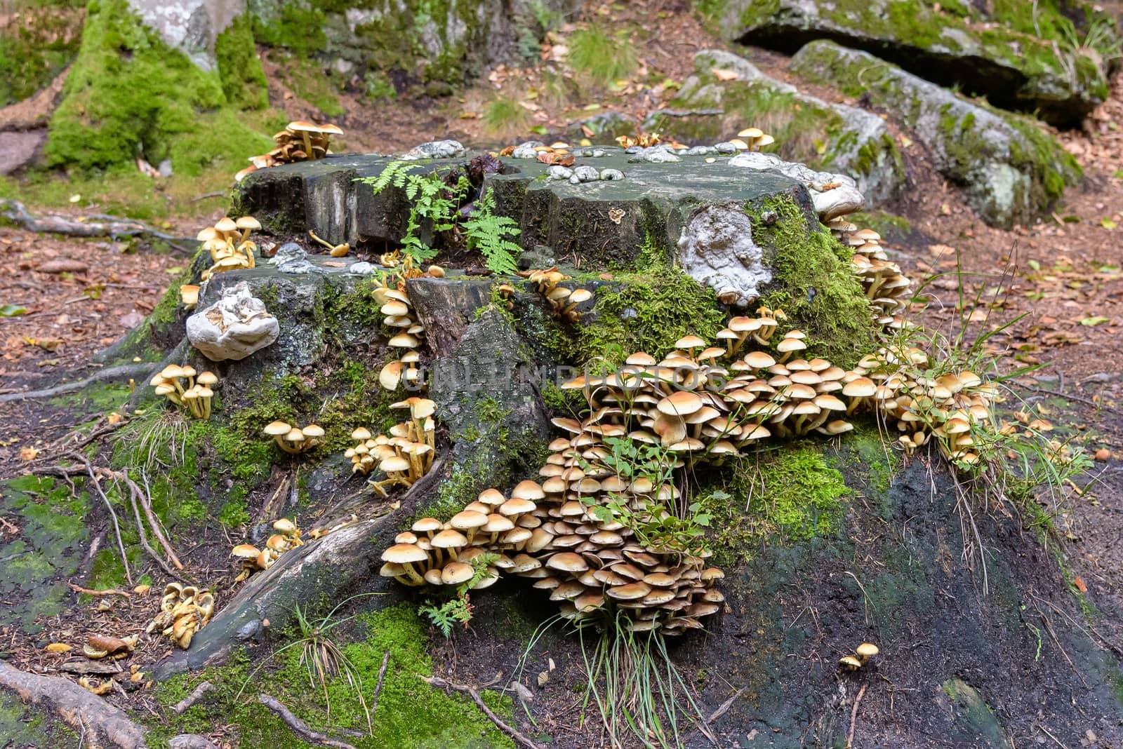 Sulphur Tuft (Hypholoma fasciculare) mushrooms on a cut stump