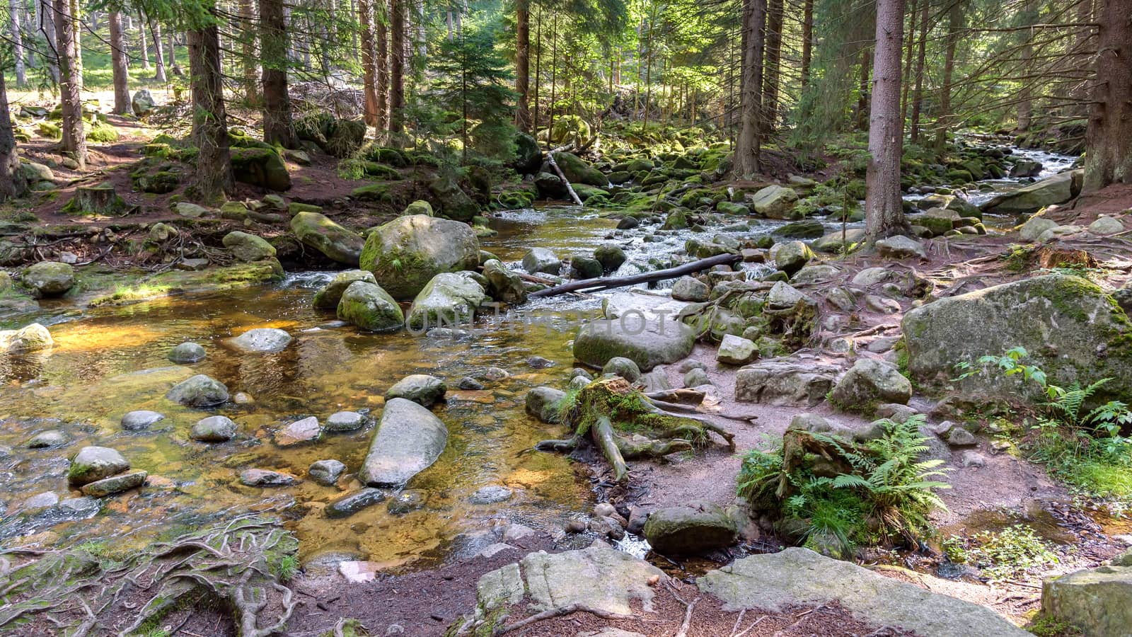 View of Szklarka river in a forest in Giant Mountains, Poland