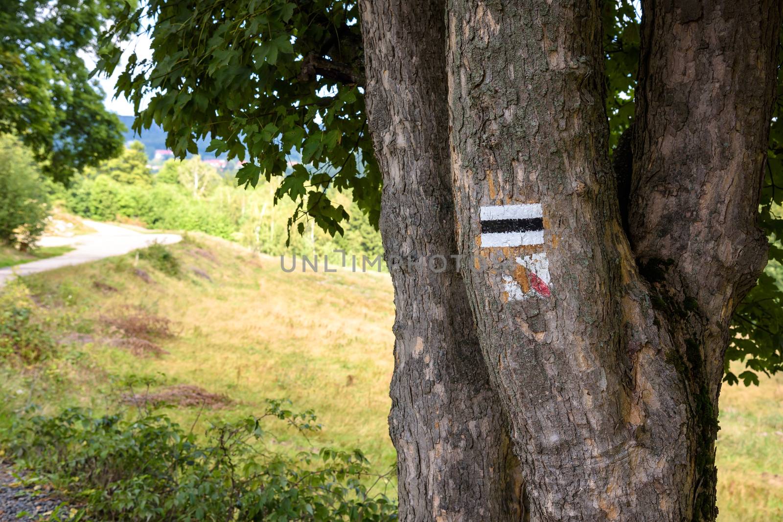 Black hiking trail mark on a tree trunk in Giand Mountains, Poland