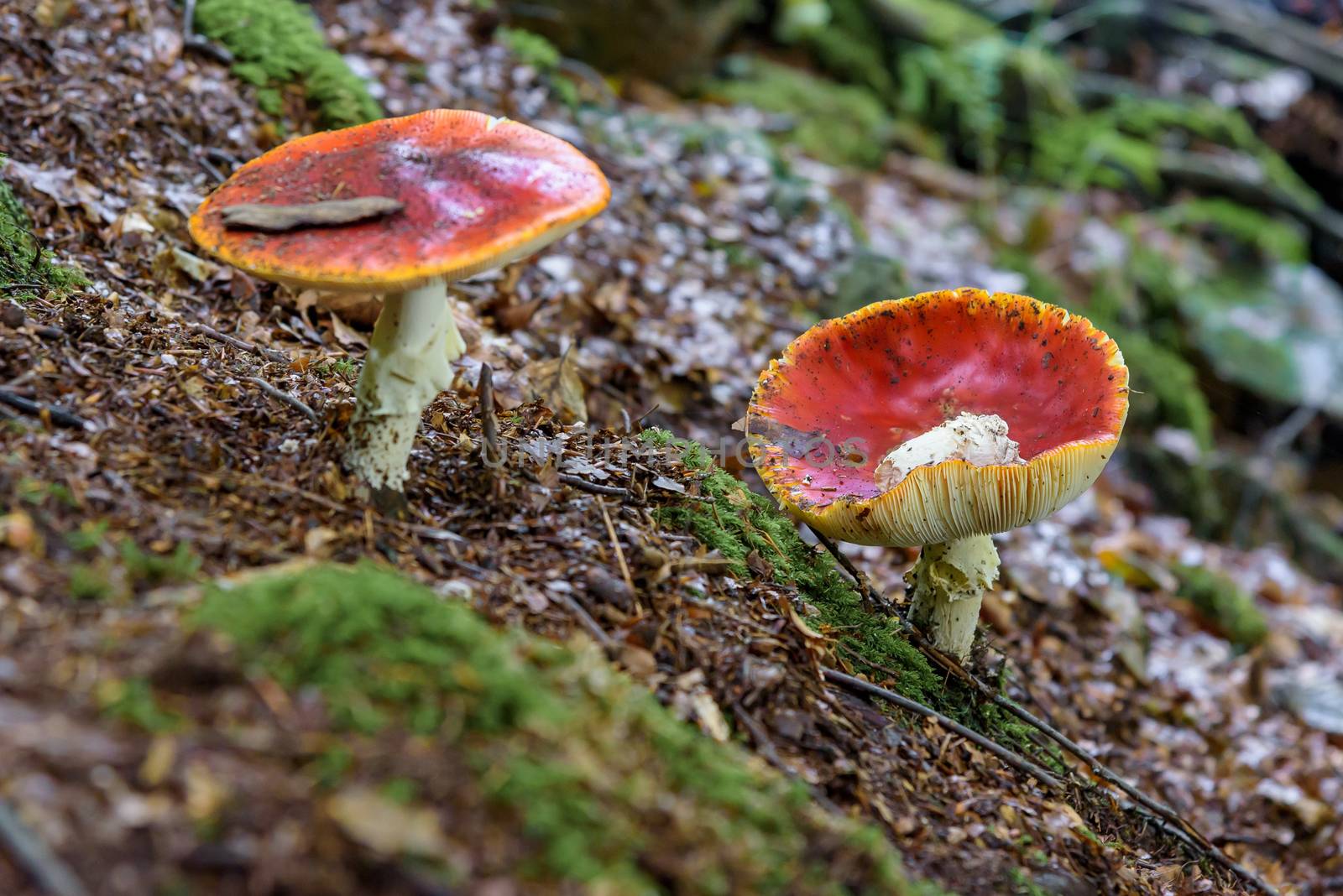 Two red toadstools in a forest by mkos83