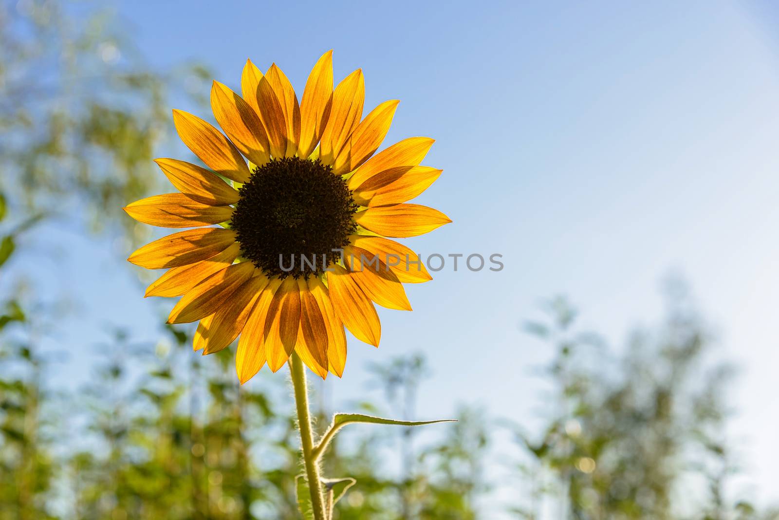 Closeup of single sunflower on a meadow in afternoon sun