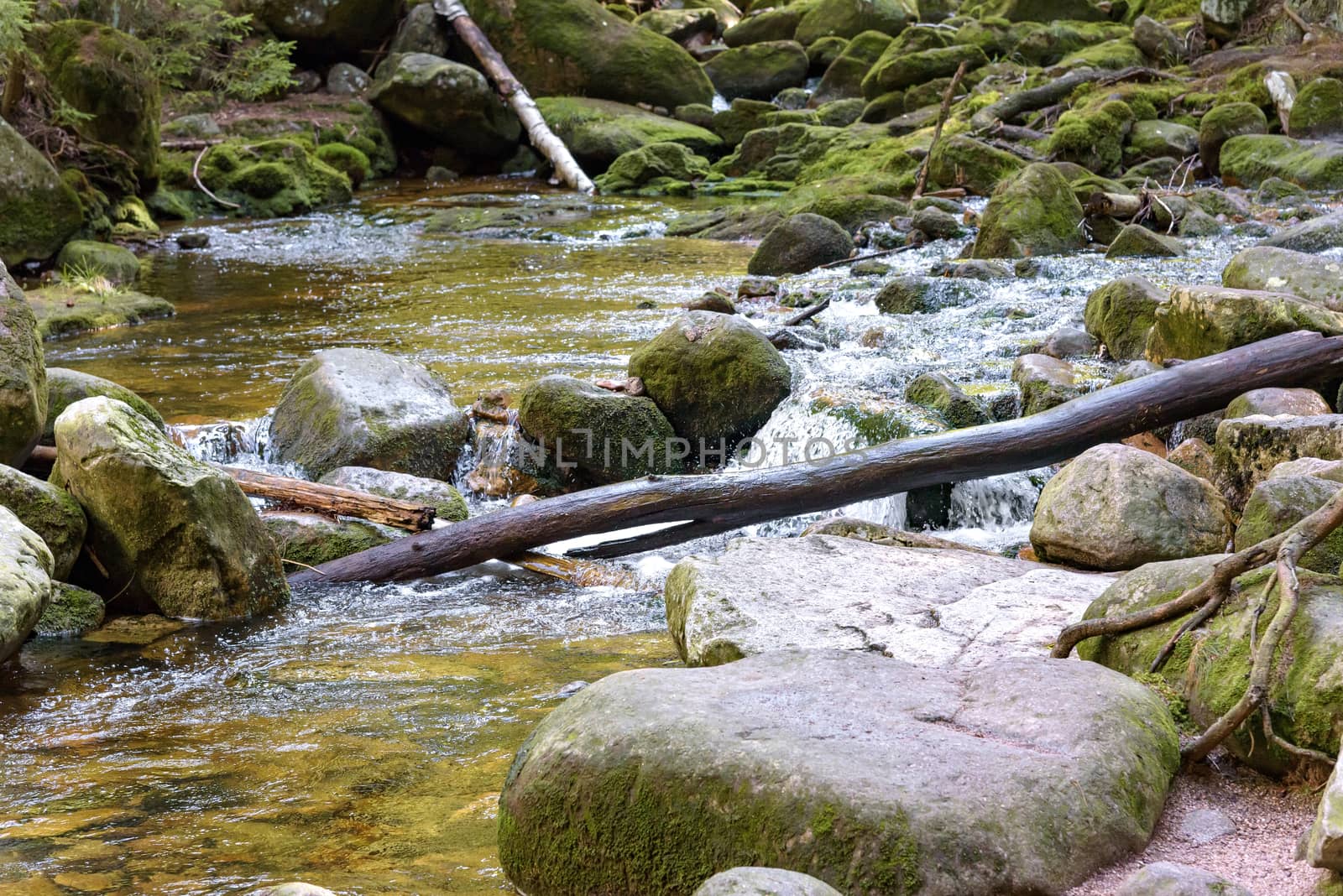 View of Szklarka river in a forest in Giant Mountains, Poland