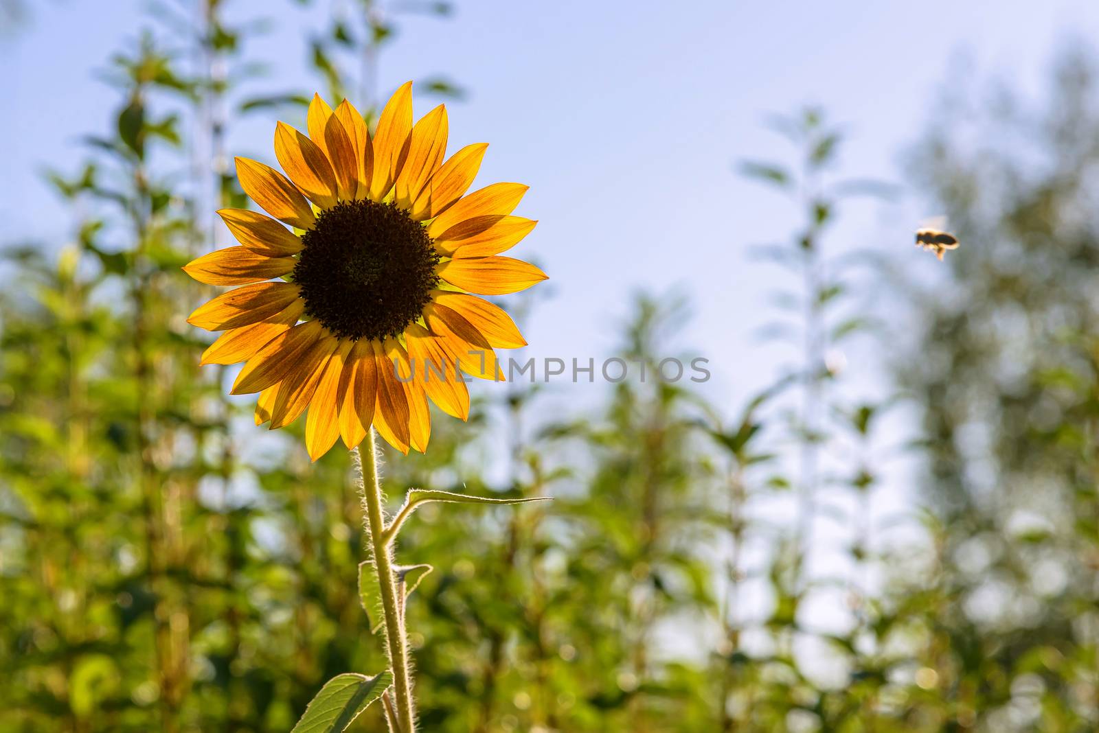 Closeup of sunflower on a meadow by mkos83